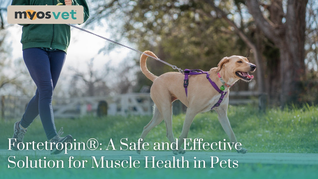 Fortetropin®: A Safe and Effective Solution for Muscle Health in Pets