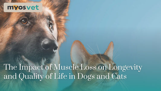 The Impact of Muscle Loss on Longevity and Quality of Life in Dogs and Cats