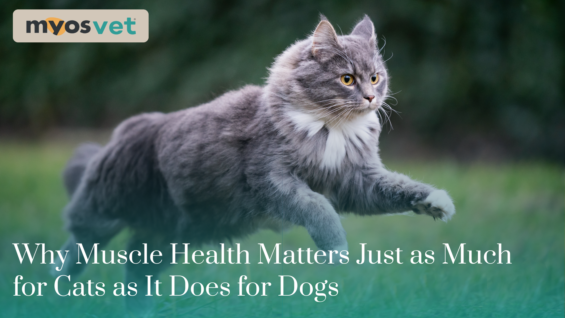 Why Muscle Health Matters Just as Much for Cats as It Does for Dogs