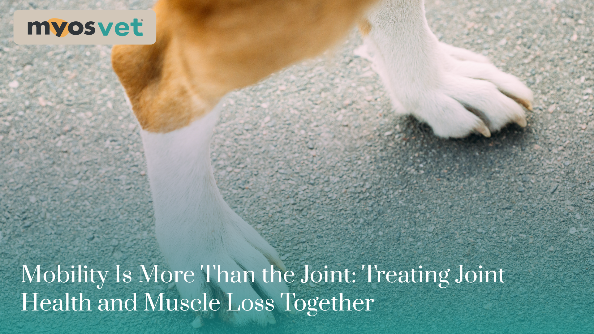 Mobility Is More Than the Joint: Treating Joint Health and Muscle Loss Together