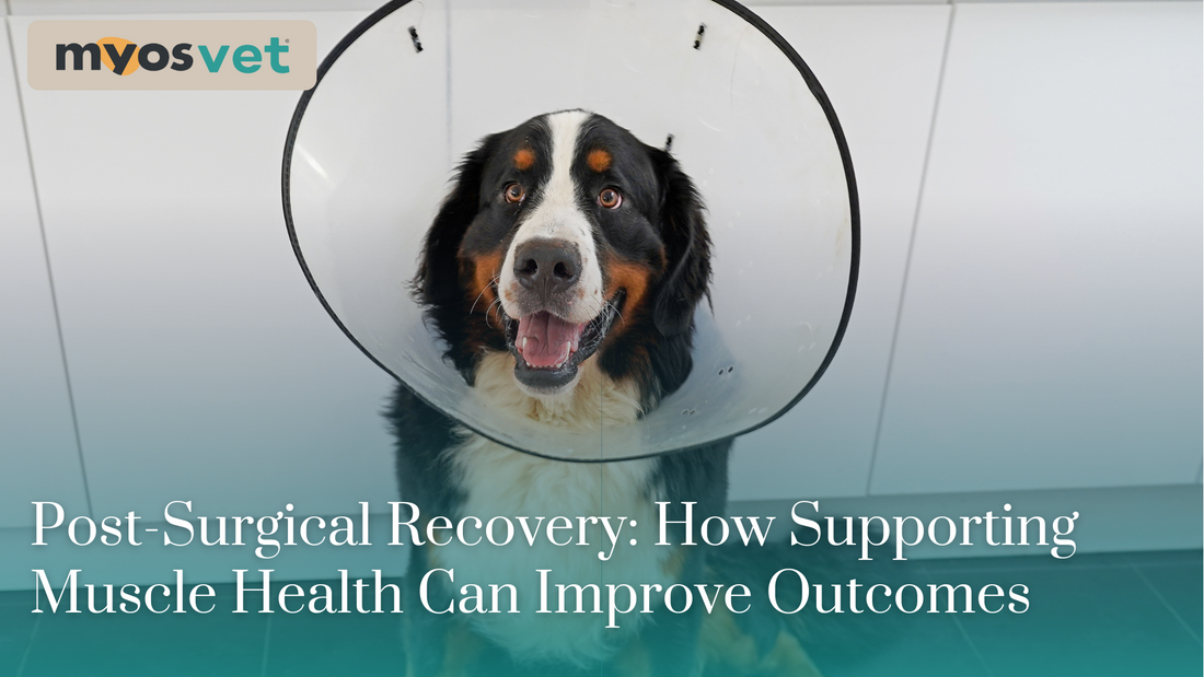 Post-Surgical Recovery: How Supporting Muscle Health Can Improve Outcomes