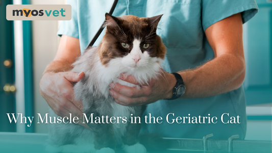 Why Muscle Matters in the Geriatric Cat