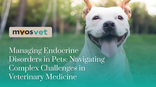 Managing Endocrine Disorders in Pets: Navigating Complex Challenges in Veterinary Medicine
