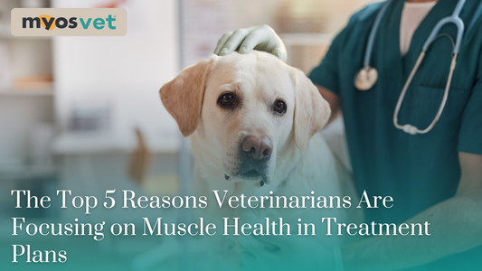 The Top 5 Reasons Veterinarians Are Focusing on Muscle Health in Treatment Plans