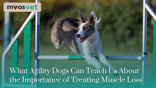 What Agility Dogs Can Teach Us About the Importance of Treating Muscle Loss