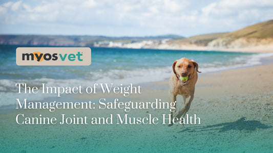 The Impact of Weight Management: Safeguarding Canine Joint and Muscle Health