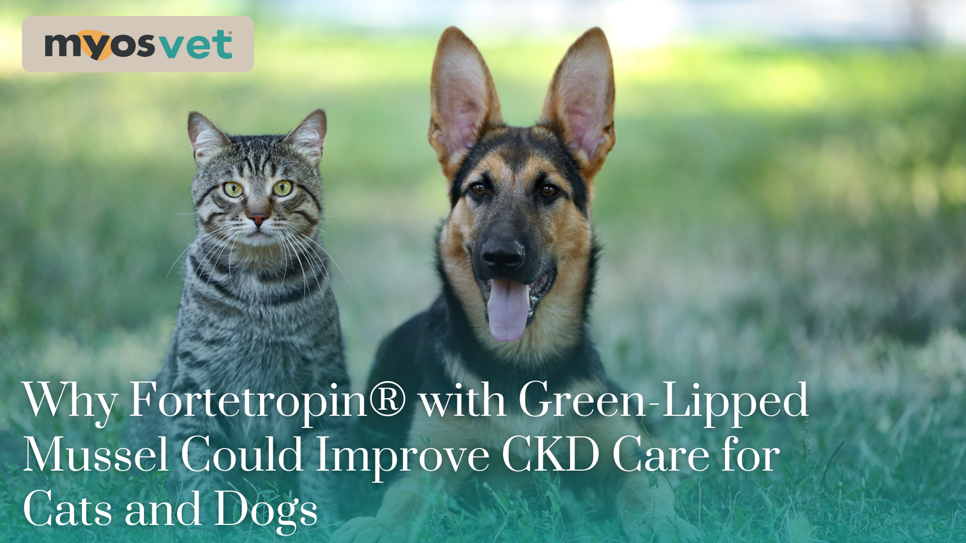 Why Fortetropin® with Green-Lipped Mussel Could Improve CKD Care for Cats and Dogs