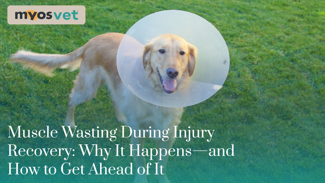 Muscle Wasting During Injury Recovery: Why It Happens—and How to Get Ahead of It