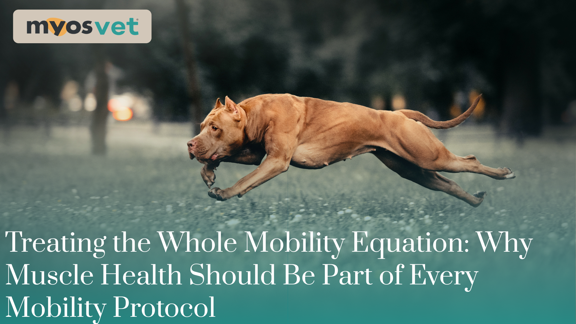 Treating the Whole Mobility Equation: Why Muscle Health Should Be Part of Every Mobility Protocol