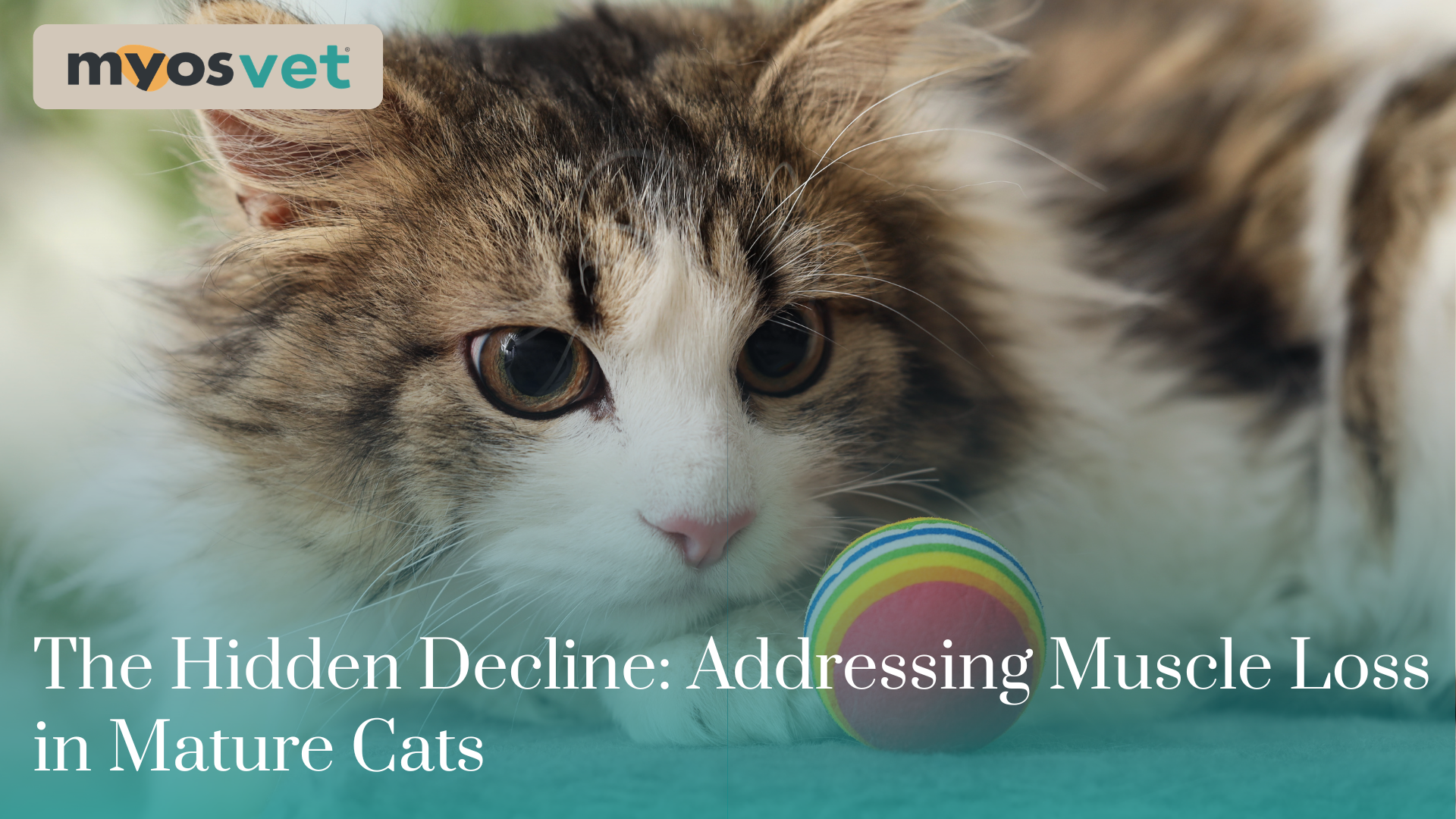 The Hidden Decline: Addressing Muscle Loss in Mature Cats