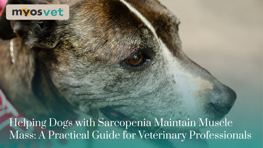Helping Dogs with Sarcopenia Maintain Muscle Mass: A Practical Guide for Veterinary Professionals