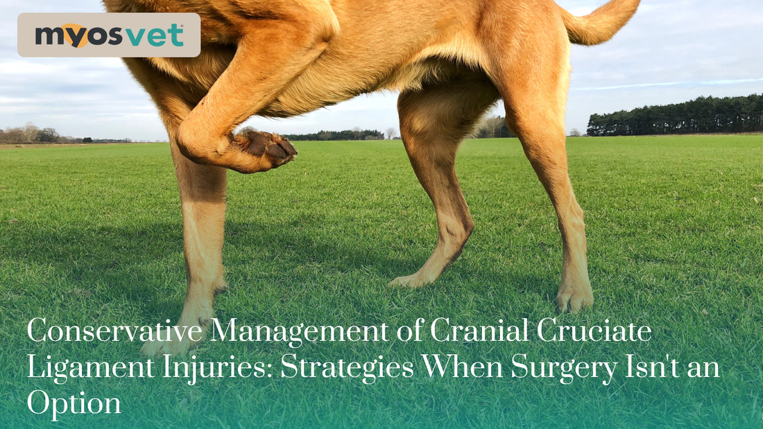 Conservative Management of Cranial Cruciate Ligament Injuries: Strategies When Surgery Isn't an Option