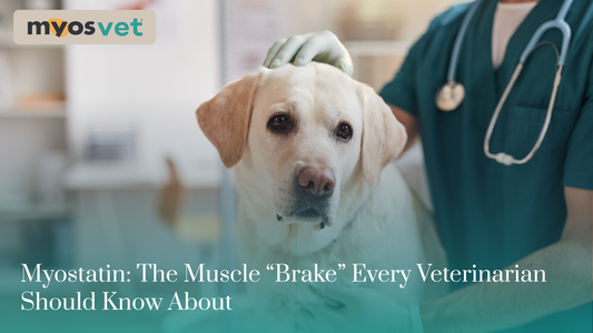 Myostatin: The Muscle “Brake” Every Veterinarian Should Know About