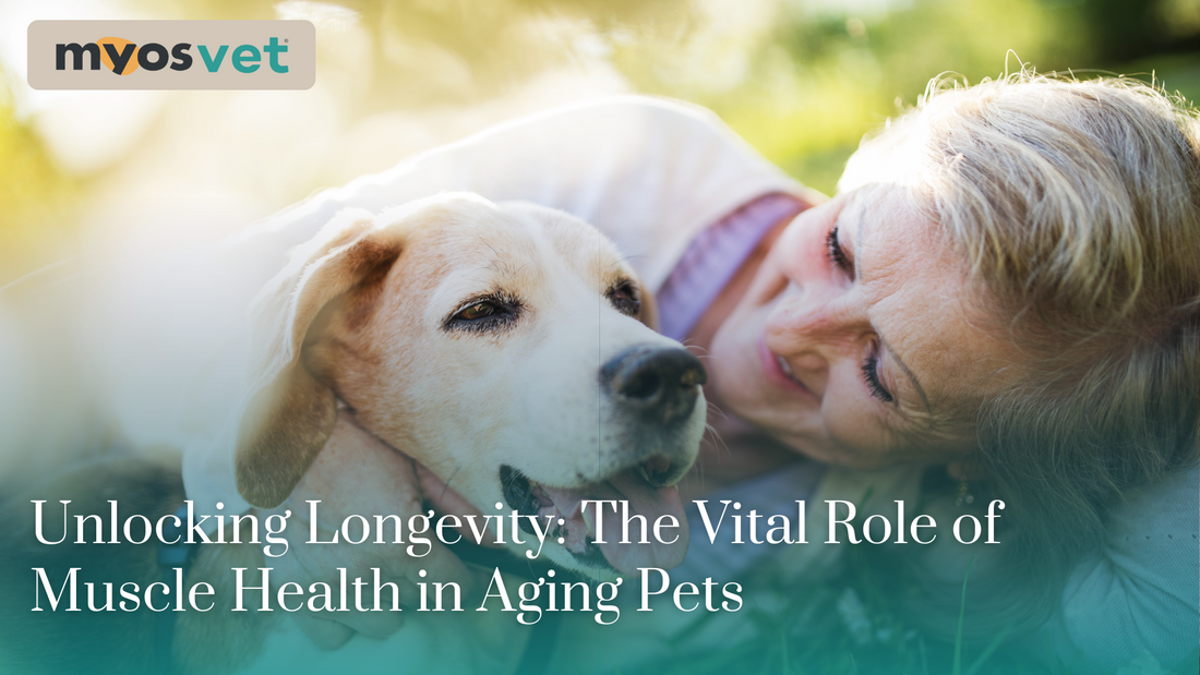Unlocking Longevity: The Vital Role of Muscle Health in Aging Pets