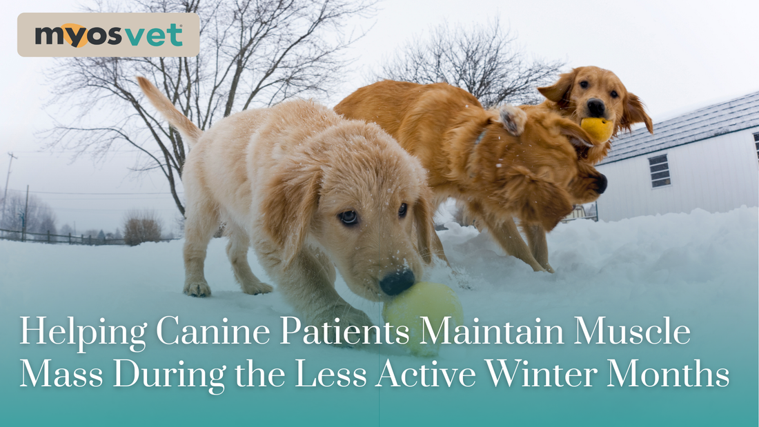 Helping Canine Patients Maintain Muscle Mass During the Less Active Winter Months