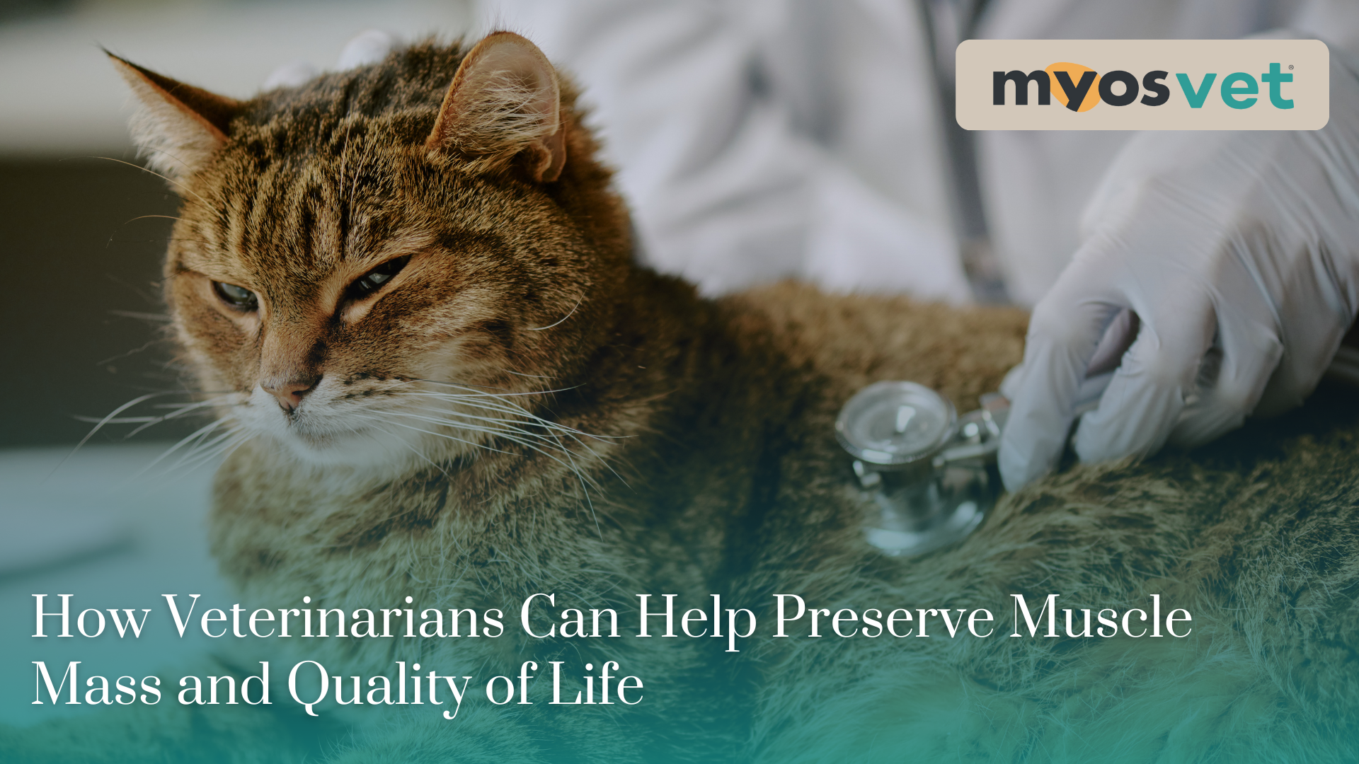 Preventing Muscle Loss in Cats with Chronic Kidney Disease