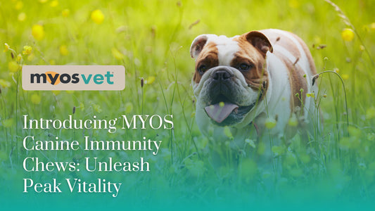 Introducing MYOS Canine Immunity Chews: Unleash Peak Vitality