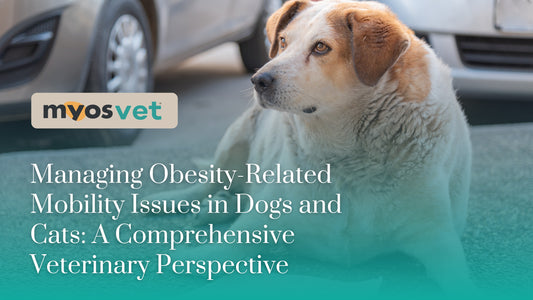 Managing Obesity-Related Mobility Issues in Dogs and Cats: A Comprehensive Veterinary Perspective