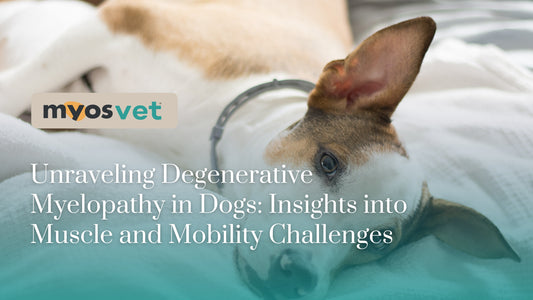 Unraveling Degenerative Myelopathy in Dogs: Insights into Muscle and Mobility Challenges