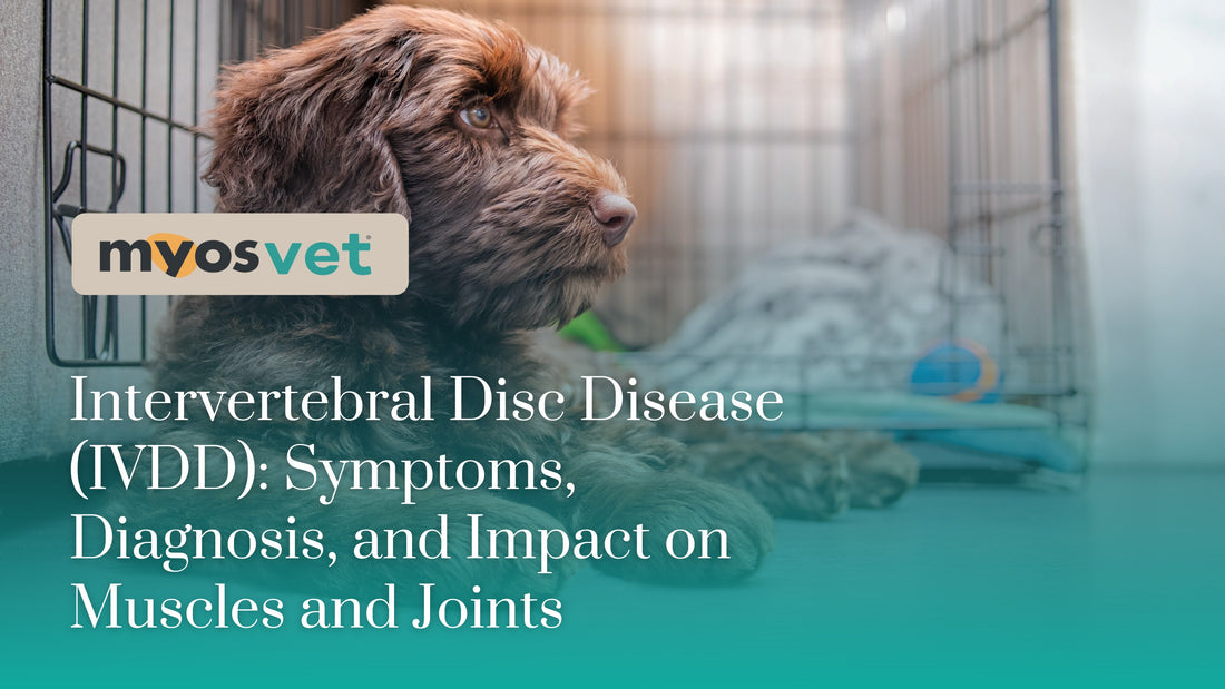 Intervertebral Disc Disease (IVDD): Symptoms, Diagnosis, and Impact on ...