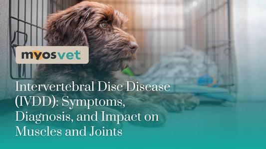 Intervertebral Disc Disease (IVDD): Symptoms, Diagnosis, and Impact on Muscles and Joints