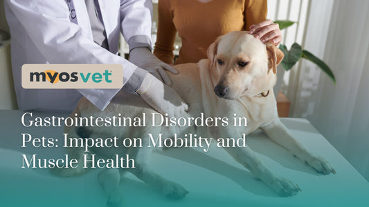 Gastrointestinal Disorders in Pets: Impact on Mobility and Muscle Health