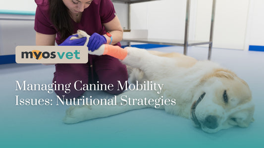 Managing Canine Mobility Issues: Nutritional Strategies