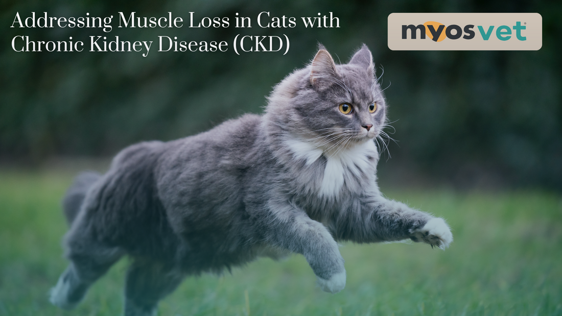 Addressing Muscle Loss in Cats with Chronic Kidney Disease (CKD)