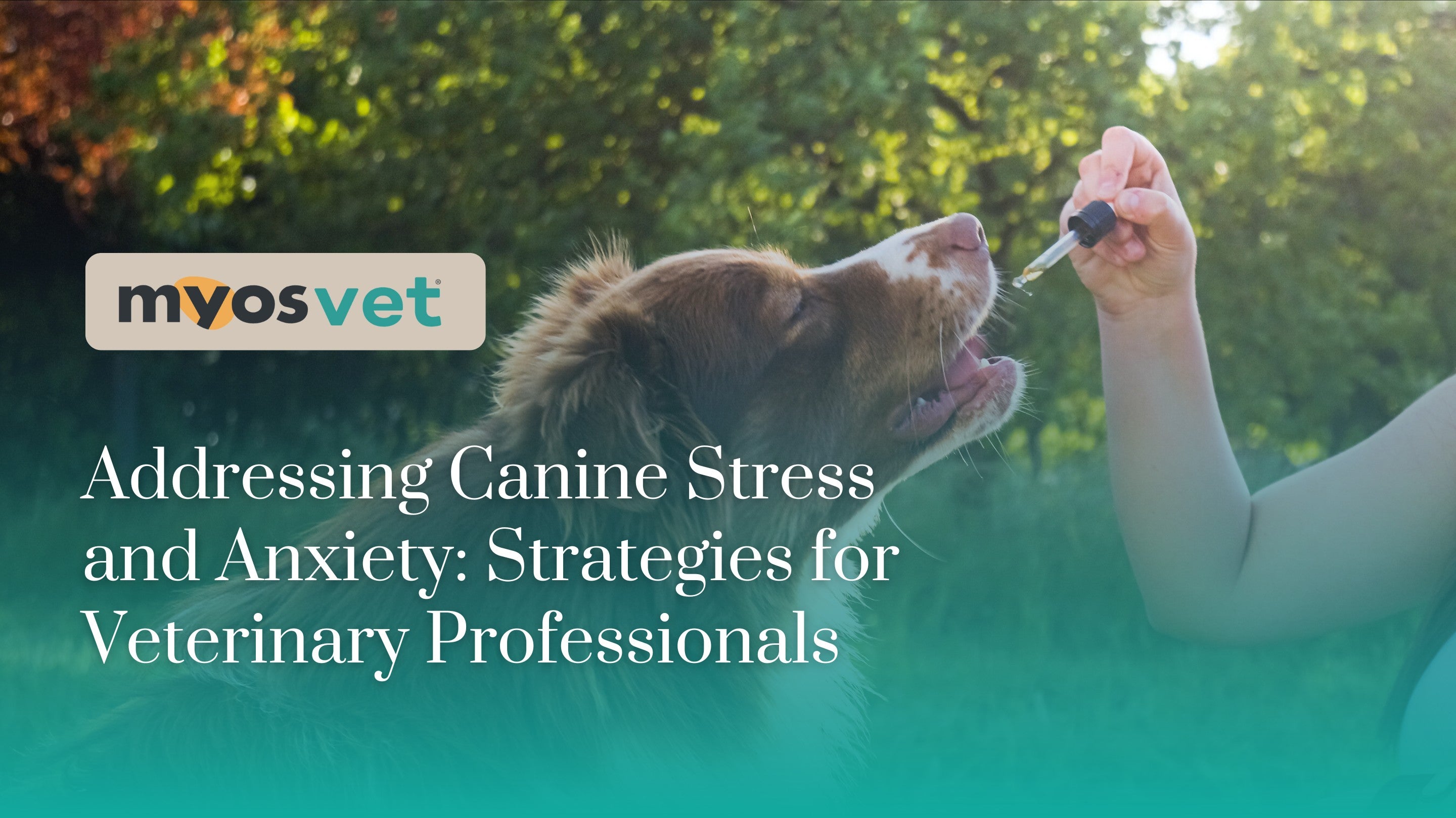 Addressing Canine Stress and Anxiety: Strategies for Veterinary Profes ...