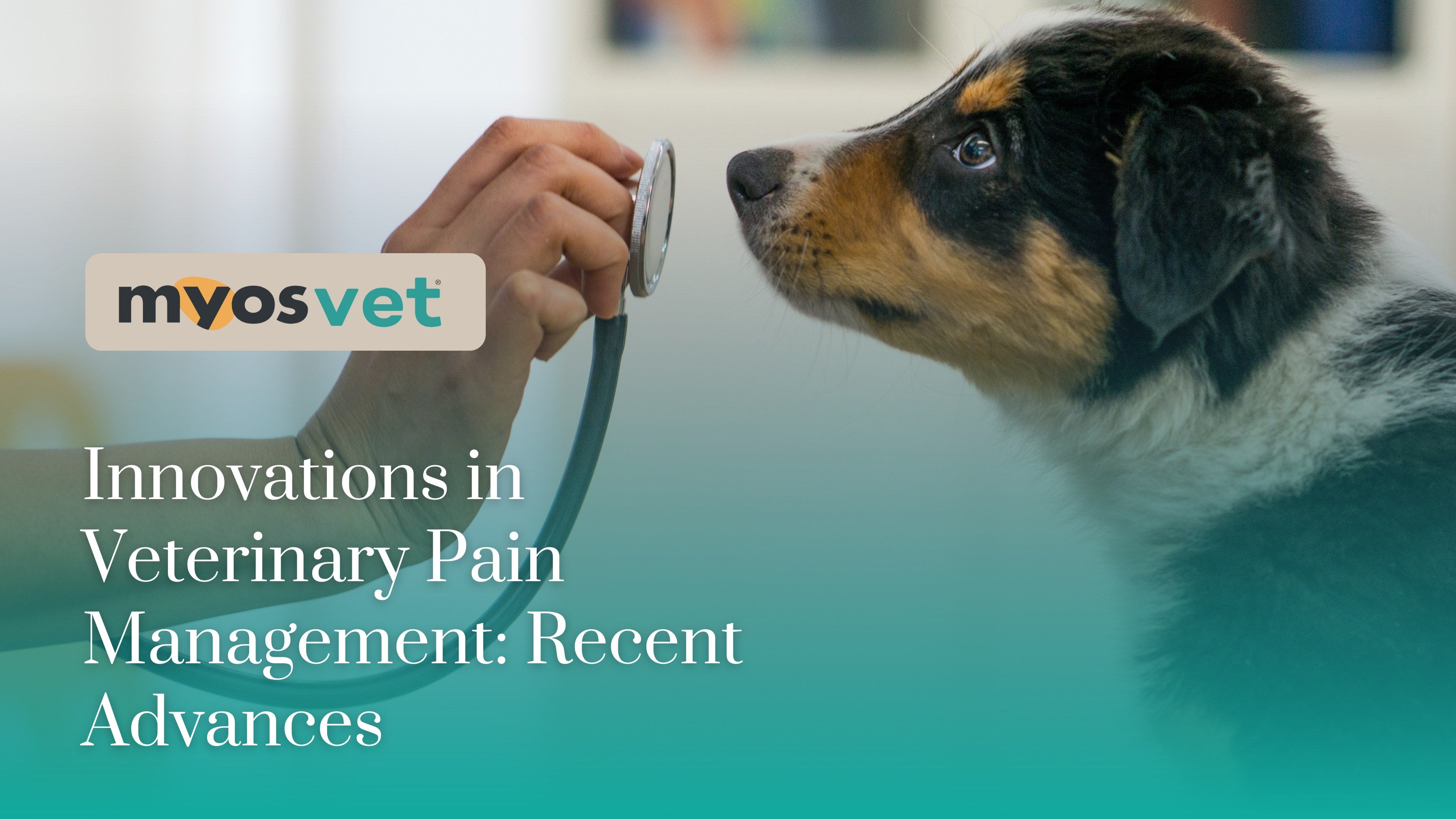 Innovations in Veterinary Pain Management: Recent Advances – Myos Vet