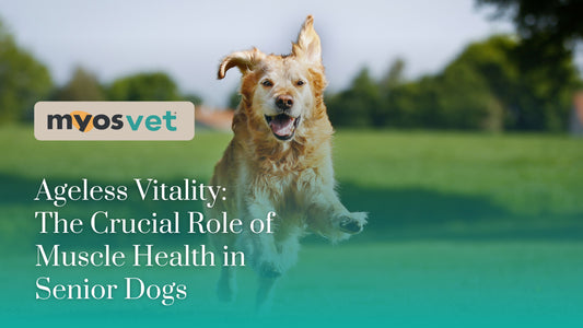 Ageless Vitality: The Crucial Role of Muscle Health in Senior Dogs