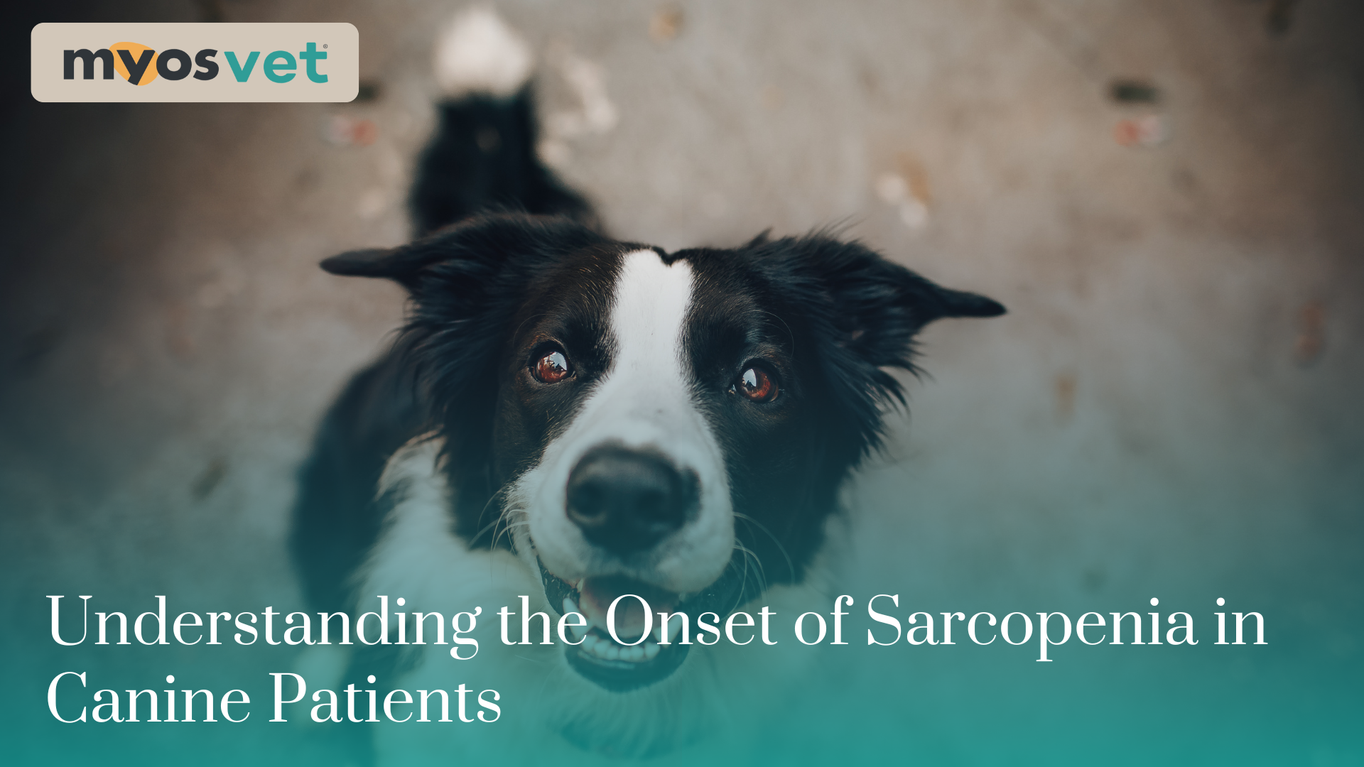 Understanding the Onset of Sarcopenia in Canine Patients