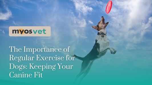 The Importance of Regular Exercise for Dogs: Keeping Your Canine Fit