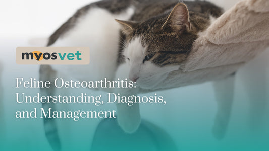 Feline Osteoarthritis: Understanding, Diagnosis, and Management