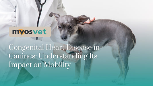 Congenital Heart Disease in Canines: Understanding Its Impact on Mobility