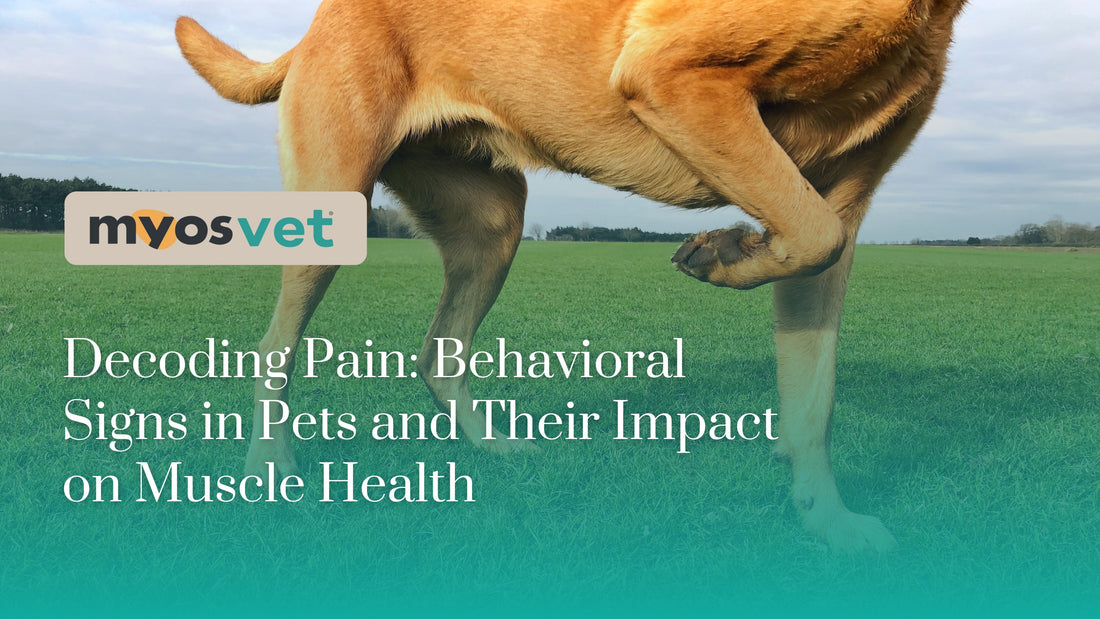 Decoding Pain: Behavioral Signs in Pets and Their Impact on Muscle Health