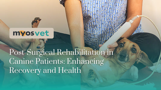 Post-Surgical Rehabilitation in Canine Patients: Enhancing Recovery and Health