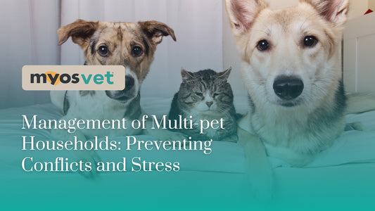 Management of Multi-pet Households: Preventing Conflicts and Stress