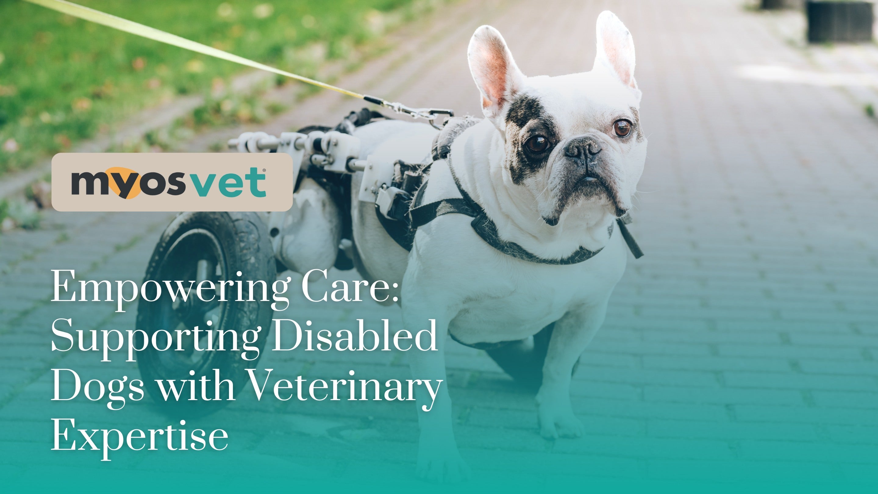 Empowering Care: Supporting Disabled Dogs with Veterinary Expertise