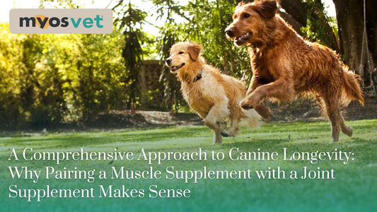 A Comprehensive Approach to Canine Longevity: Why Pairing a Muscle Supplement with a Joint Supplement Makes Sense