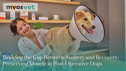 Bridging the Gap Between Surgery and Recovery: Preserving Muscle in Post-Operative Dogs