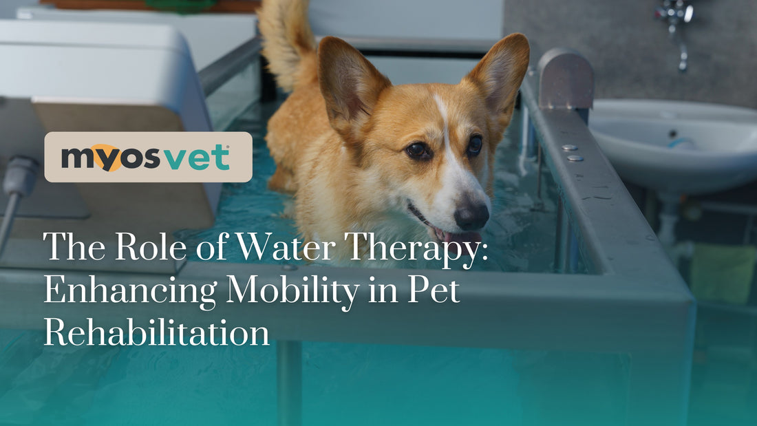 The Role of Water Therapy: Enhancing Mobility in Pet Rehabilitation