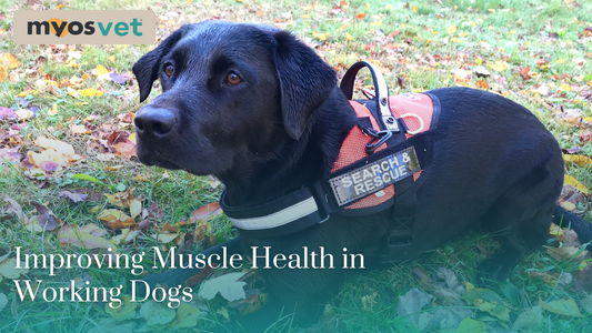 Improving Muscle Health in Working Dogs