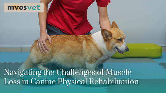 Navigating the Challenges of Muscle Loss in Canine Rehabilitation