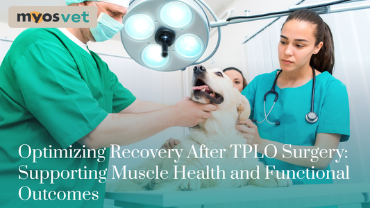 Optimizing Recovery After TPLO Surgery: Supporting Muscle Health and Functional Outcomes