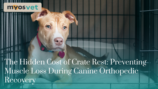 The Hidden Cost of Crate Rest: Preventing Muscle Loss During Canine Orthopedic Recovery