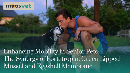 Enhancing Mobility in Senior Pets: The Synergy of Green Lipped Mussel, Fortetropin®, and Eggshell Membrane