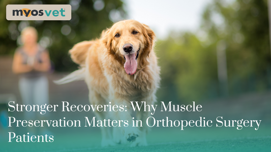 Stronger Recoveries: Why Muscle Preservation Matters in Orthopedic Surgery Patients