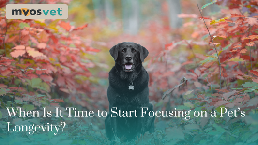 When Is It Time to Start Focusing on a Pet’s Longevity?