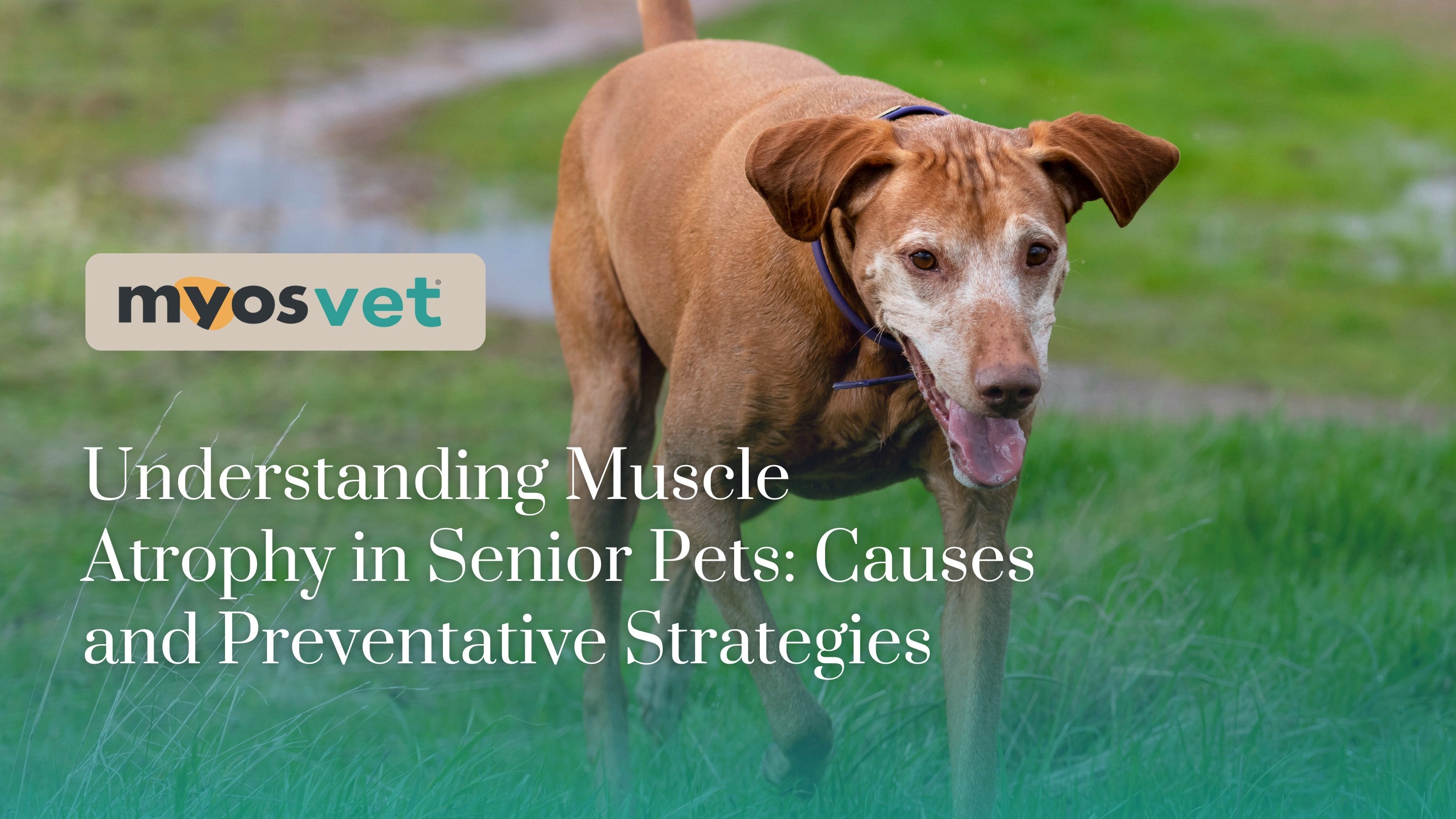 Understanding Muscle Atrophy in Senior Pets: Causes and Preventative S ...
